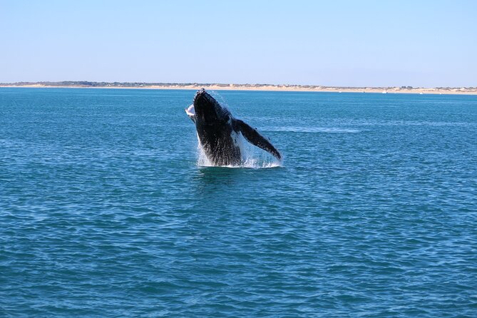AOC Whale Watching from Broome - Who will enjoy this most?
