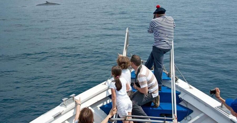 Aquarium of Genoa Ticket and Whale Watching Cruise - What a Sighting Really Adds to the Day