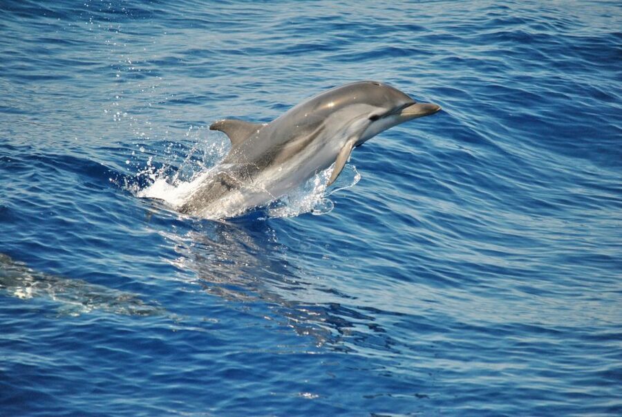 Aquarium of Genoa Ticket and Whale Watching Cruise - Searching the Pelagos Sanctuary for Dolphins and Whales