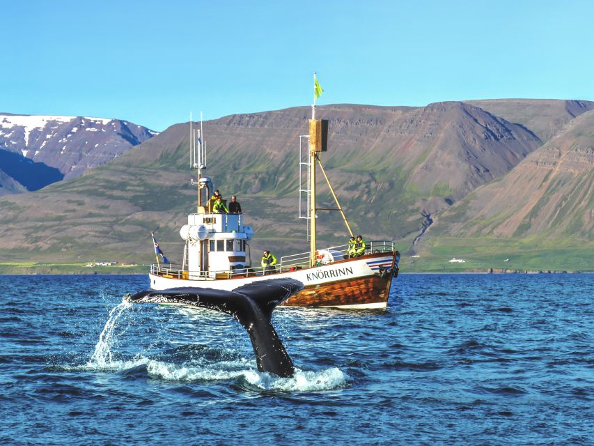 Árskógssandur: Whale-Watching Boat Trip - Why Árskógssandur makes a good departure point