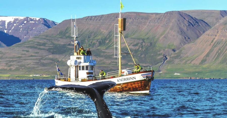 Árskógssandur: Whale-Watching Boat Trip - Out on Eyjafjörður for two and a half hours