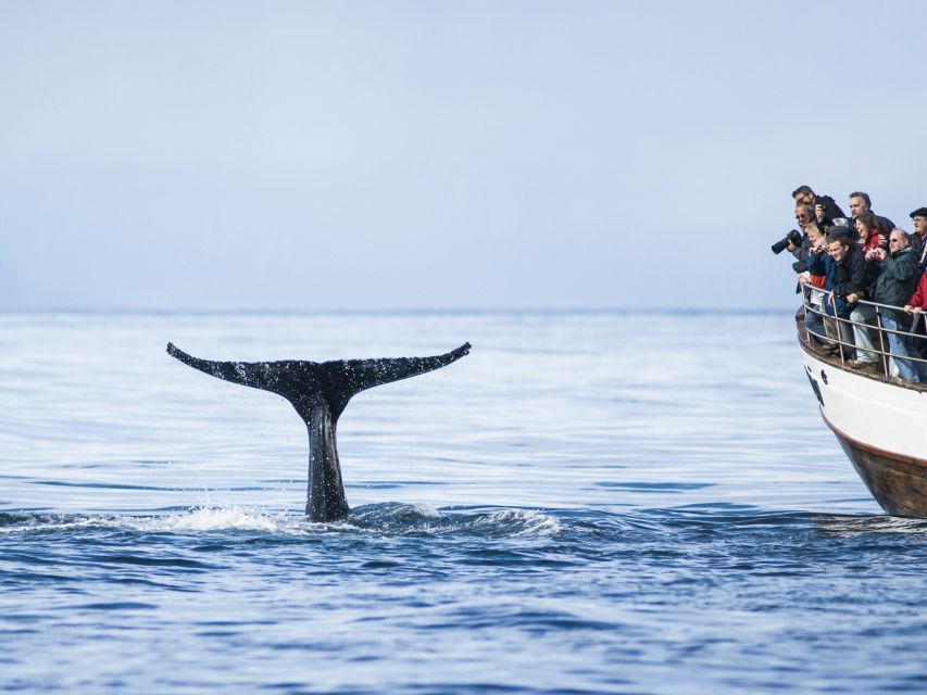 Árskógssandur: Whale-Watching Boat Trip - What you might see in the fjord