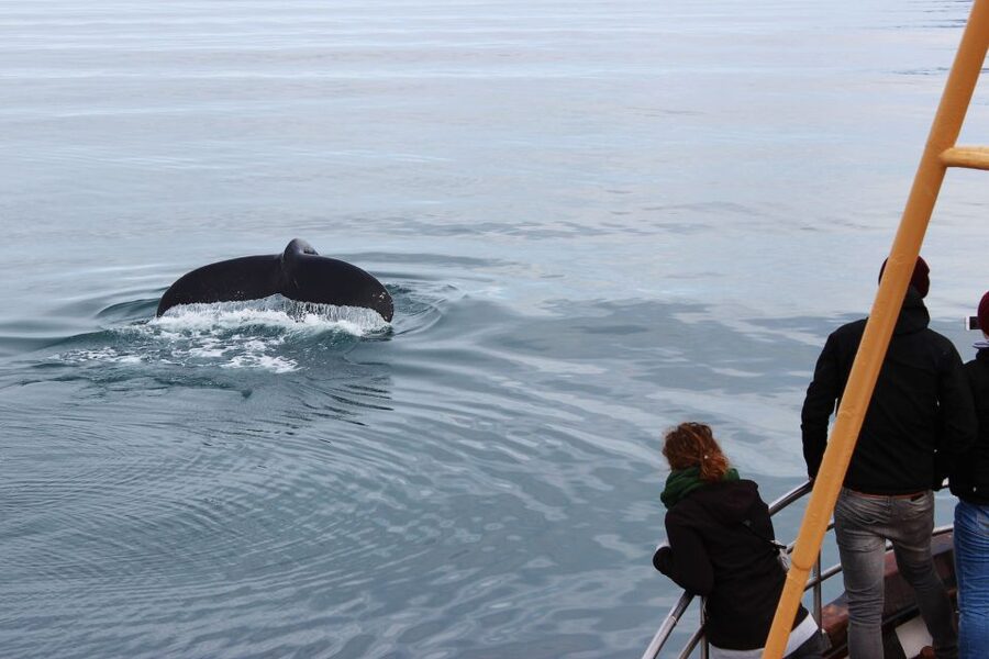 Árskógssandur: Whale-Watching Boat Trip - The hot chocolate and cinnamon bun finish
