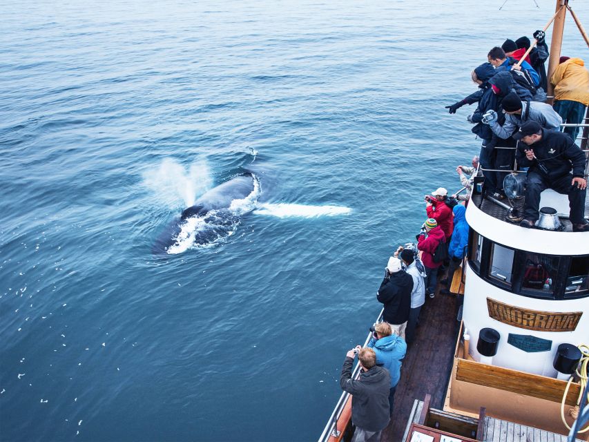 Árskógssandur: Whale-Watching Boat Trip - Practical details worth knowing