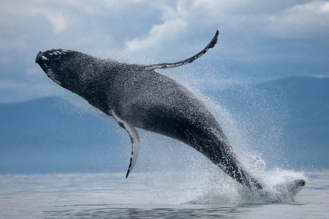ATV & Whale Watching Full day adventure in Reykjavik - Why this Reykjavik day tour works well