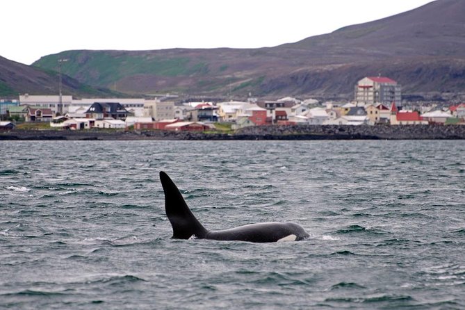 ATV & Whale Watching Full day adventure in Reykjavik - Lunch at Reykjavik’s Old Harbor