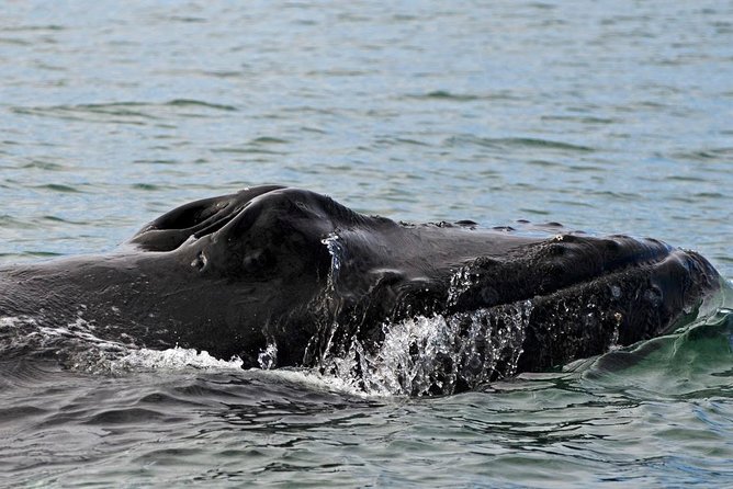 ATV & Whale Watching Full day adventure in Reykjavik - Three hours in Faxafloi Bay