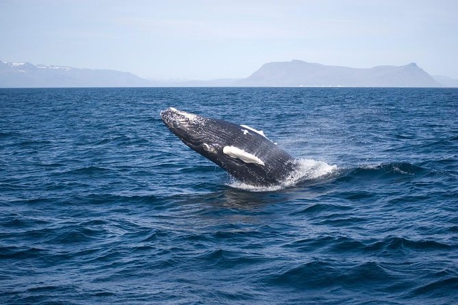 ATV & Whale Watching Full day adventure in Reykjavik - Group size, timing, and the feel of the day