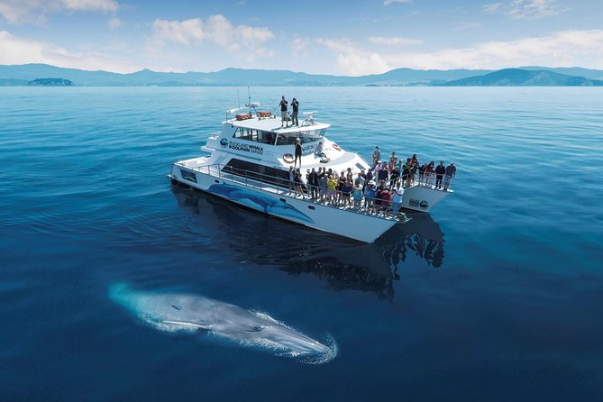 Auckland Dolphin and Whale Watching Eco-Safari Cruise - Viaduct Harbour, the bridge, and the first harbor views