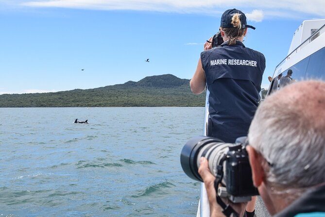 Auckland Dolphin and Whale Watching Eco-Safari Cruise - Searching for dolphins, Bryde’s whales, and seals
