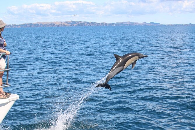 Auckland Dolphin and Whale Watching Eco-Safari Cruise - North Head and the return to the city