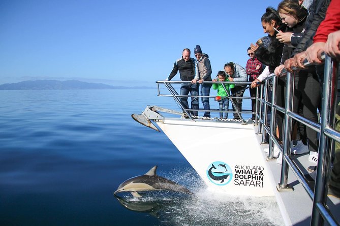 Auckland Dolphin and Whale Watching Eco-Safari Cruise - Rangitoto and the island-framed Hauraki Gulf