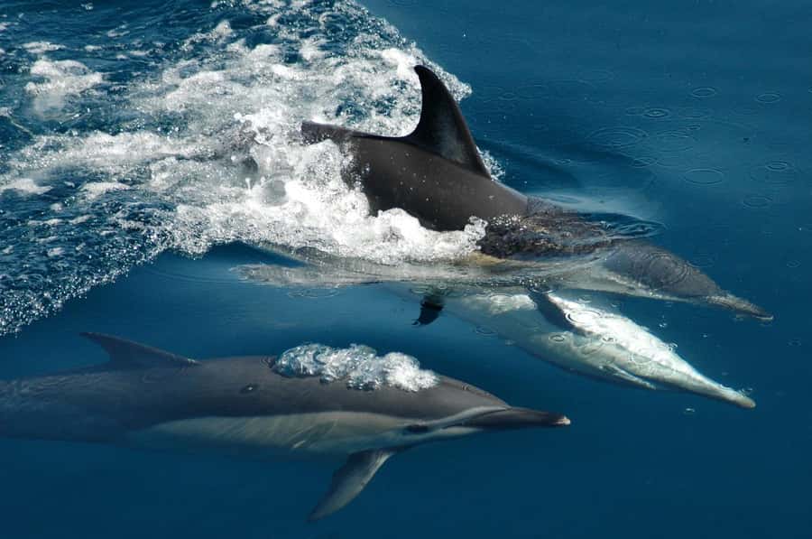 Auckland: Tikapa Moana Whales, Dolphins and Islands Cruise - Key points to know before booking