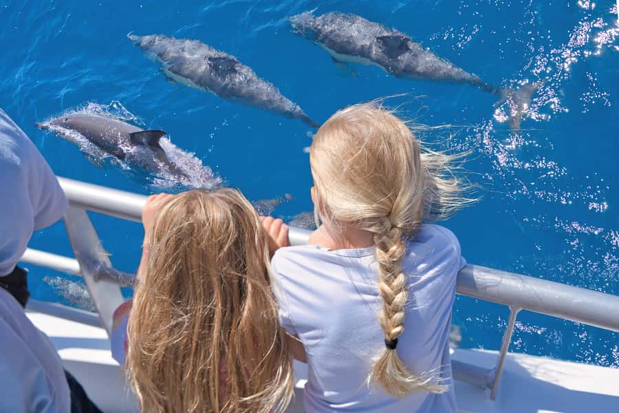 Auckland: Tikapa Moana Whales, Dolphins and Islands Cruise - What whale and dolphin watching is really like