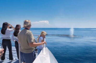 Auckland: Tikapa Moana Whales, Dolphins and Islands Cruise