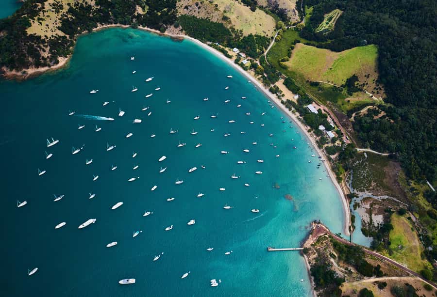 Auckland: Tikapa Moana Whales, Dolphins and Islands Cruise - Who will enjoy this cruise most?