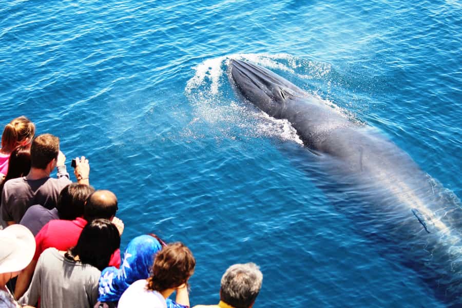Auckland: Whale and Dolphin Watching Half-Day Eco Cruise - Key points to know before boarding