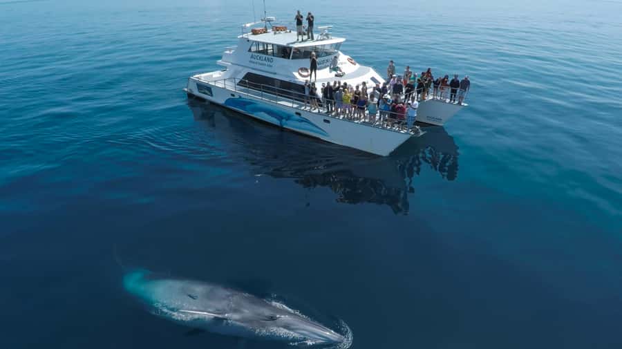 Auckland: Whale and Dolphin Watching Half-Day Eco Cruise - Leaving Auckland from the Eastern Viaduct