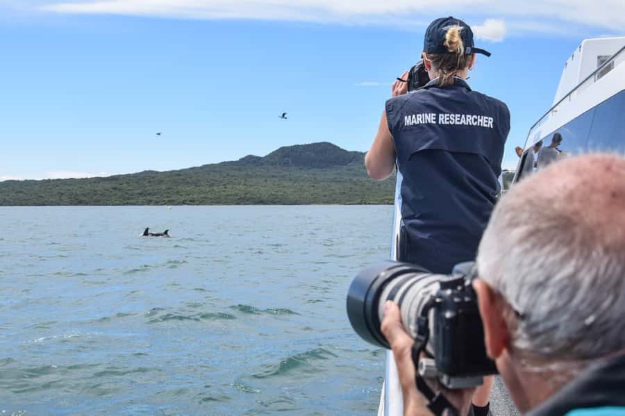 Auckland: Whale and Dolphin Watching Half-Day Eco Cruise - Gannets, penguins, and the rest of the gulf