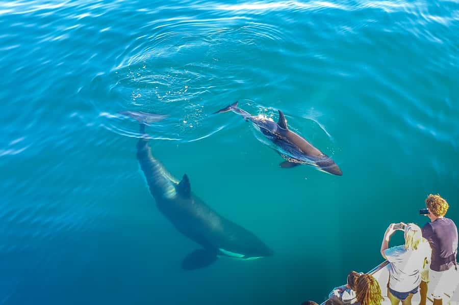 Auckland: Whale and Dolphin Watching Half-Day Eco Cruise - The crew makes the difference