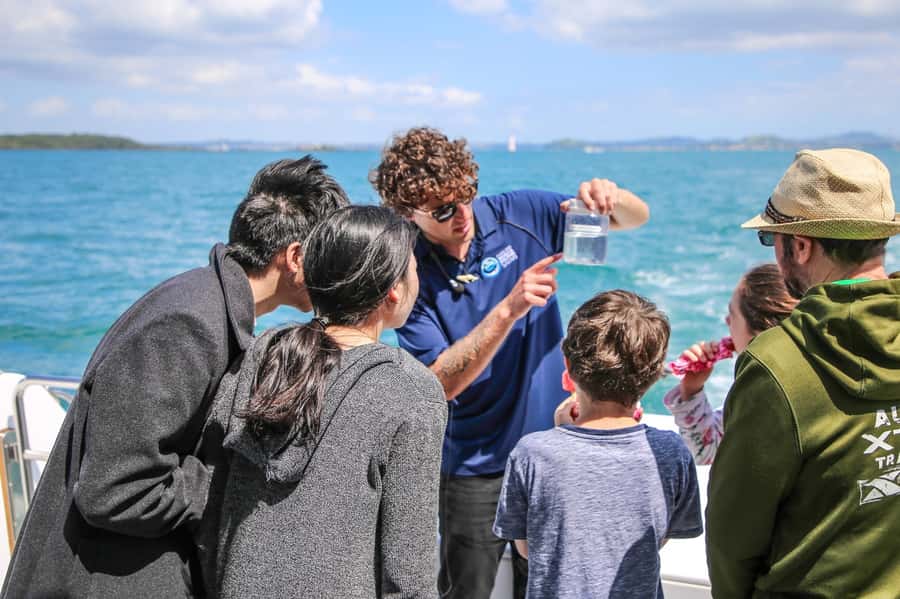 Auckland: Whale and Dolphin Watching Half-Day Eco Cruise - Should you book the Auckland whale and dolphin cruise?