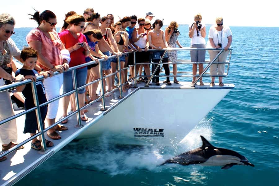 Auckland: Whale and Dolphin Watching Half-Day Eco Cruise - FAQ