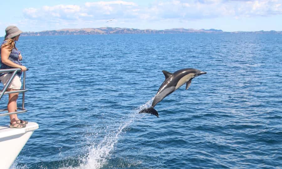 Auckland: Whale and Dolphin Watching Half-Day Eco Cruise - North Head, Devonport, and Rangitoto from the water