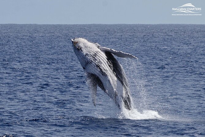 Augusta Whale Watching Eco Tour - Sea sickness and family comfort