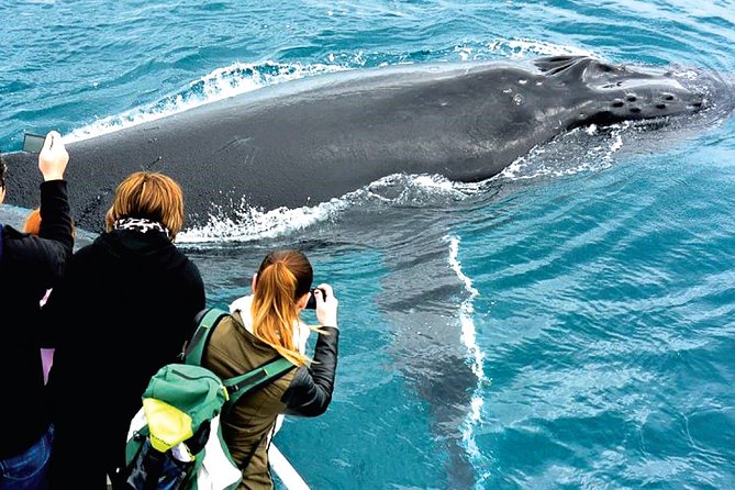 Augusta Whale Watching Eco Tour - The value of the $75.31 price