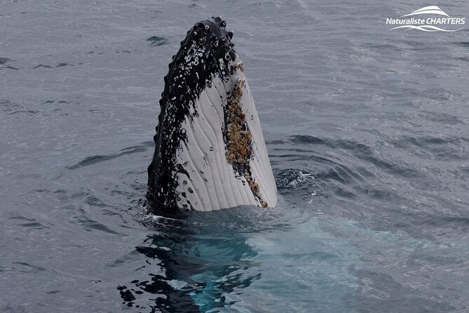 Augusta Whale Watching Eco Tour - Weather rules and sensible booking plans