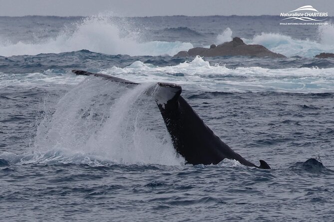Augusta Whale Watching Eco Tour - Photography without turning the trip into a camera test