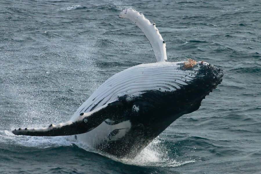 Augusta: Whale Watching Tour - Key points before you book