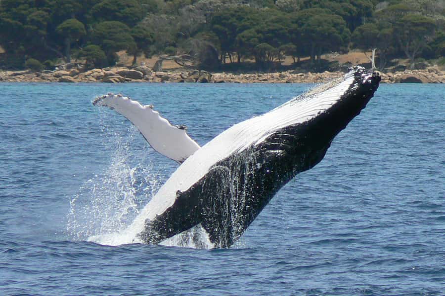 Augusta: Whale Watching Tour - Humpbacks, Southern Rights, and dolphins