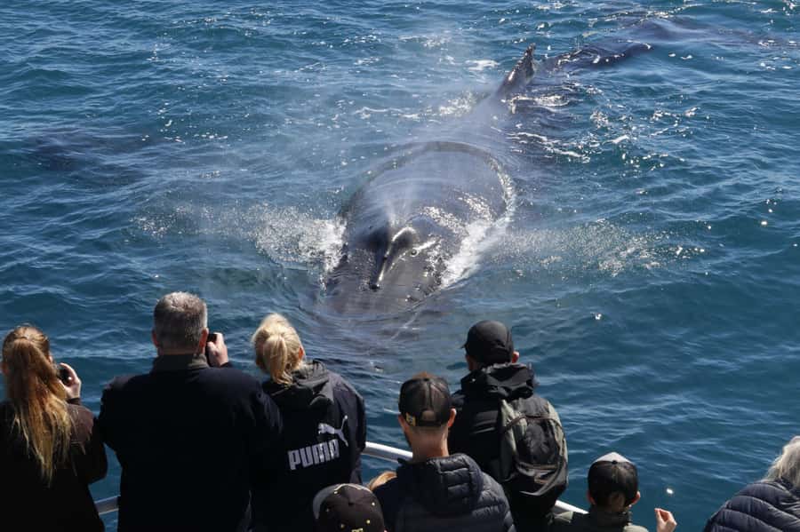 Augusta: Whale Watching Tour - Is the Alison Maree comfortable for everyone?