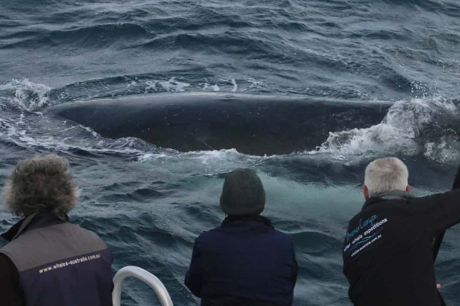 Augusta: Whale Watching Tour - When this tour suits you best
