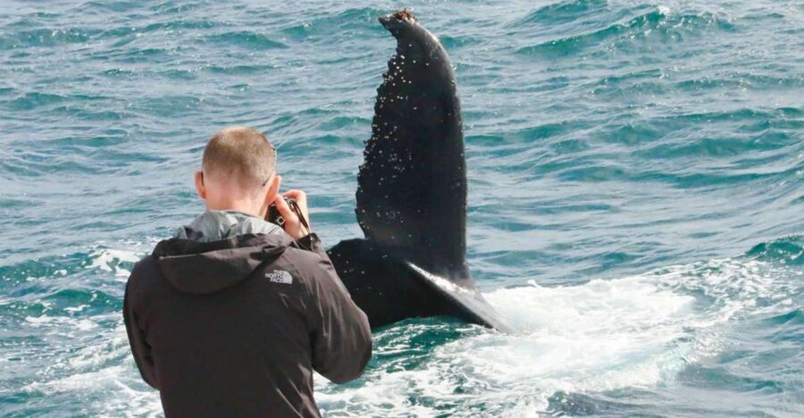 Augusta: Whale Watching Tour - Should you book the Augusta whale watching cruise?