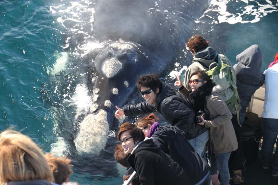 Augusta: Whale Watching Tour - Flinders Bay, where whales pause during migration