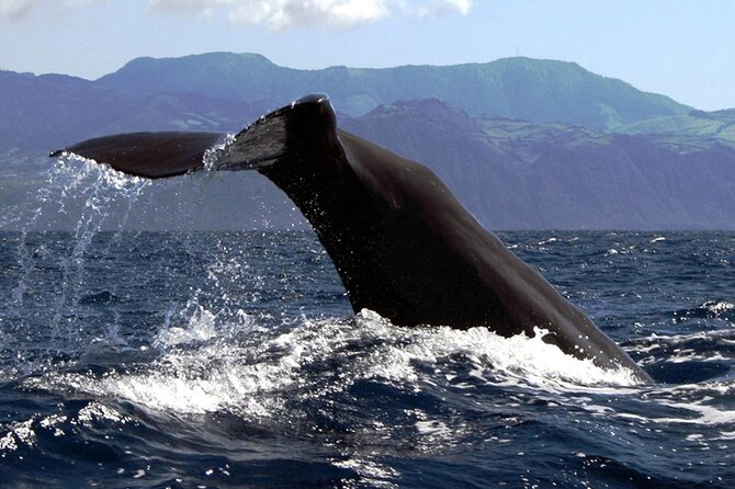 Azores Whale Watching & Islet Boat Tour - The Princess Ring Islet finale