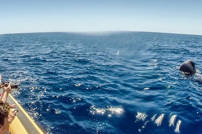 Azores Whale Watching & Islet Boat Tour - What to wear and bring