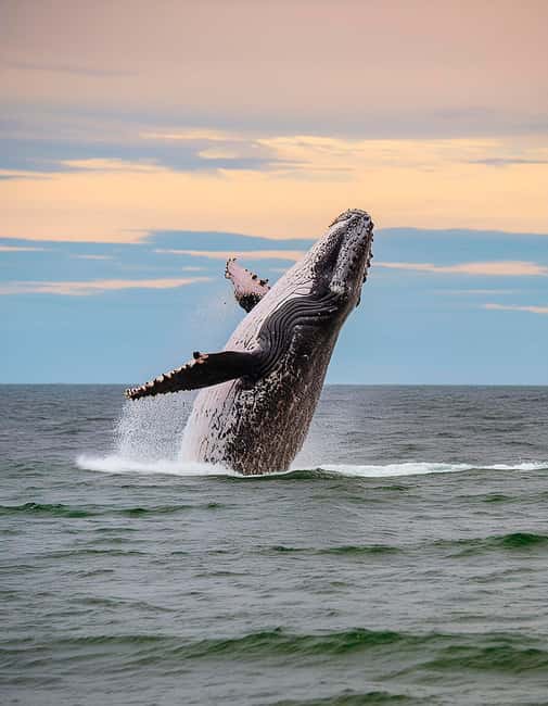 Azores: Whale Watching & Islet Boat Tour w/ Marine Biologist - What the zodiac ride really feels like