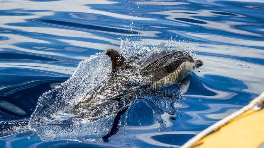Azores: Whale Watching & Islet Boat Tour w/ Marine Biologist - The guides make the difference