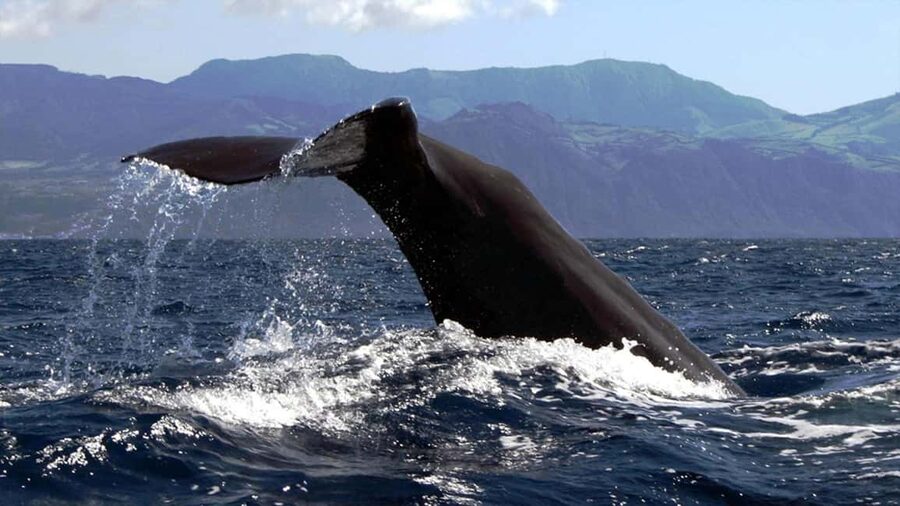 Azores: Whale Watching & Islet Boat Tour w/ Marine Biologist - Is $73 a fair price?