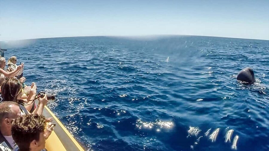 Azores: Whale Watching & Islet Boat Tour w/ Marine Biologist - Who should book this experience?