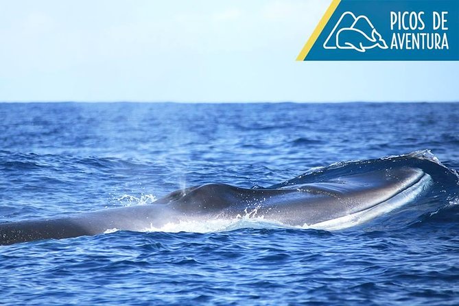 Azores Whale Watching Tour – Ponta Delgada - The best and hardest parts of the wildlife search