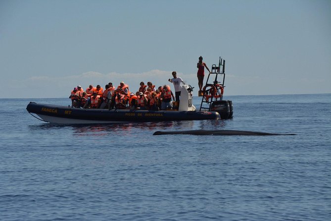 Azores Whale Watching Tour – Ponta Delgada - Sea conditions, clothing, and motion sickness