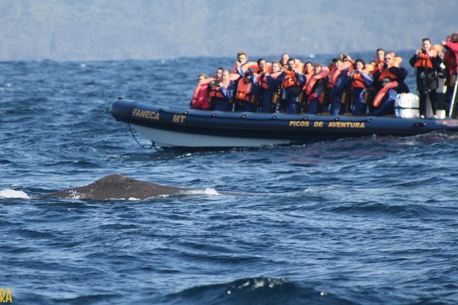 Azores Whale Watching Tour – Ponta Delgada - Is $78.60 good value?