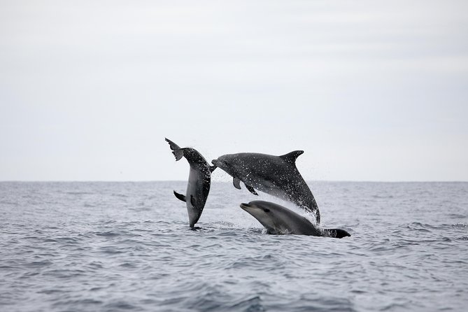Azores Whale Watching Tour – Ponta Delgada - Booking, timing, and cancellation details