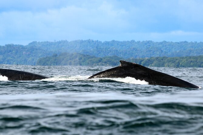 Bahía Málaga: Humpback Whale Watching in Cali - Colombia - Why this Pacific coast trip is worth considering