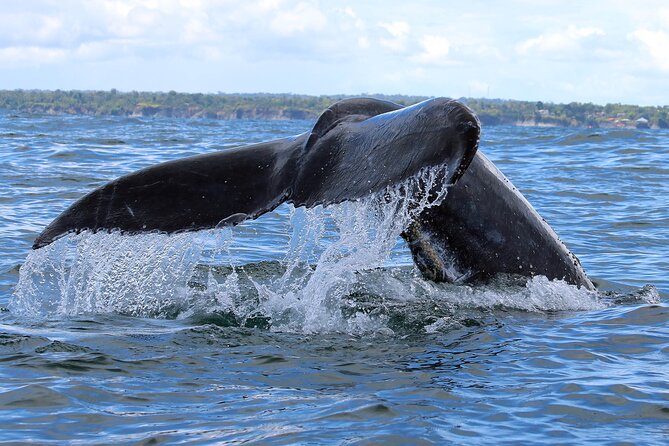 Bahía Málaga: Humpback Whale Watching in Cali - Colombia - Seeing humpback whales from the water