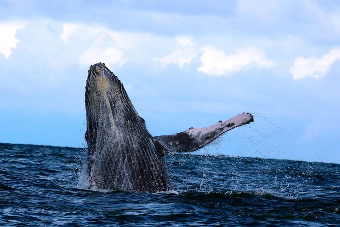 Bahía Málaga: Humpback Whale Watching in Cali - Colombia - What the $459 price really covers